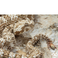 گونه افعی شاخدار دم عنکبوتی Spider-tailed Horned Viper 